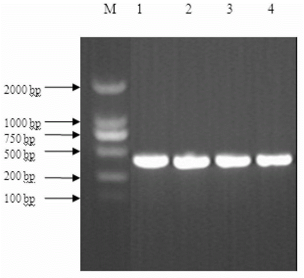 A method for creating new pear self-compatibility germplasm by using pollen-mediated antisense expression of s-rnase