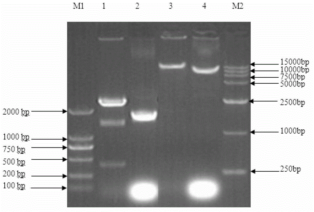 A method for creating new pear self-compatibility germplasm by using pollen-mediated antisense expression of s-rnase