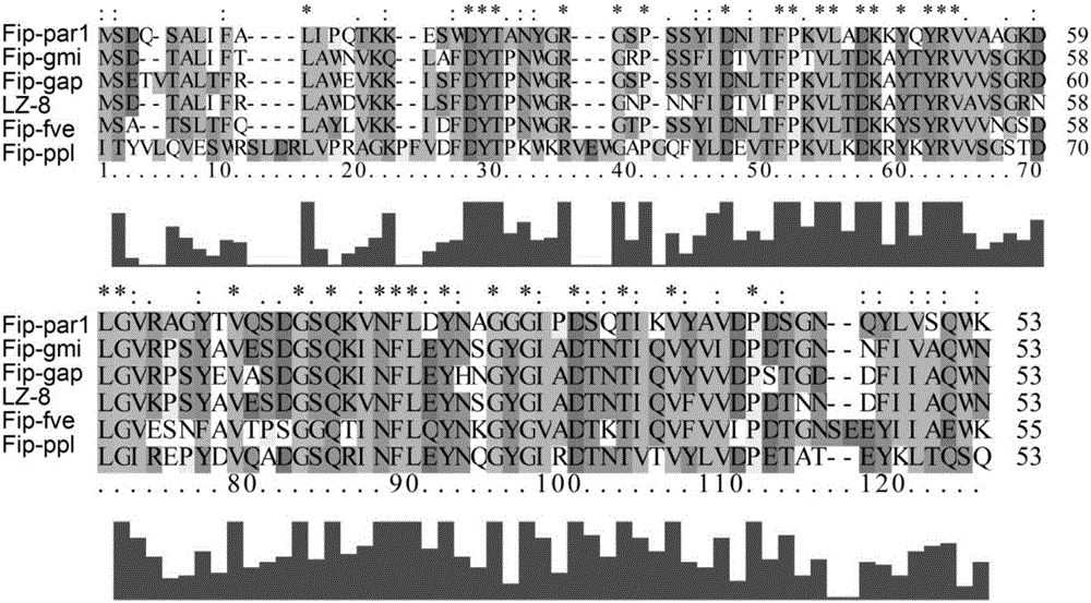 Favolus arcularius Ames immunomodulatory protein Fip-Par1 and preparation method and application thereof