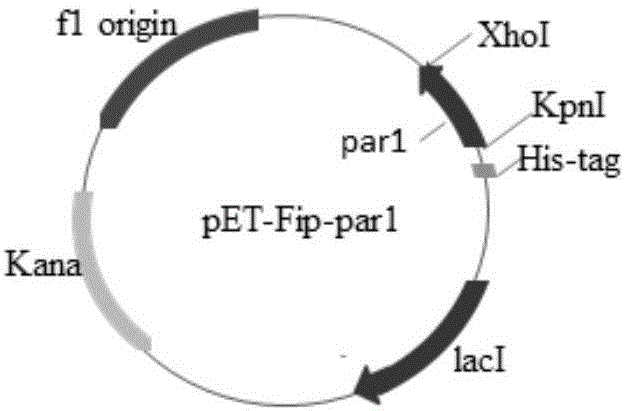 Favolus arcularius Ames immunomodulatory protein Fip-Par1 and preparation method and application thereof