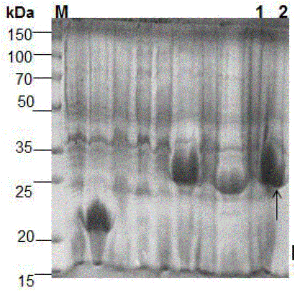 Favolus arcularius Ames immunomodulatory protein Fip-Par1 and preparation method and application thereof