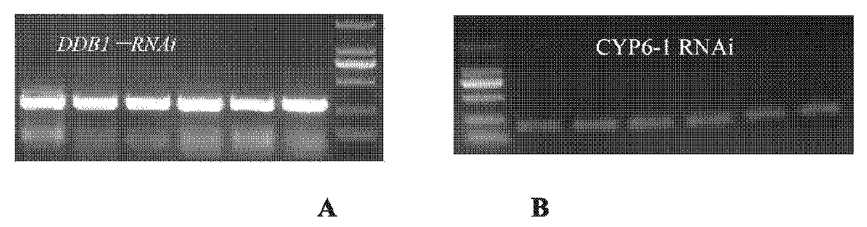Method for enhancing aphid resistance of plant