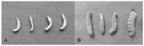 Metarhizium rileyi and biological control method and application of Metarhizium rileyi in pupal stage of spodoptera frugiperda