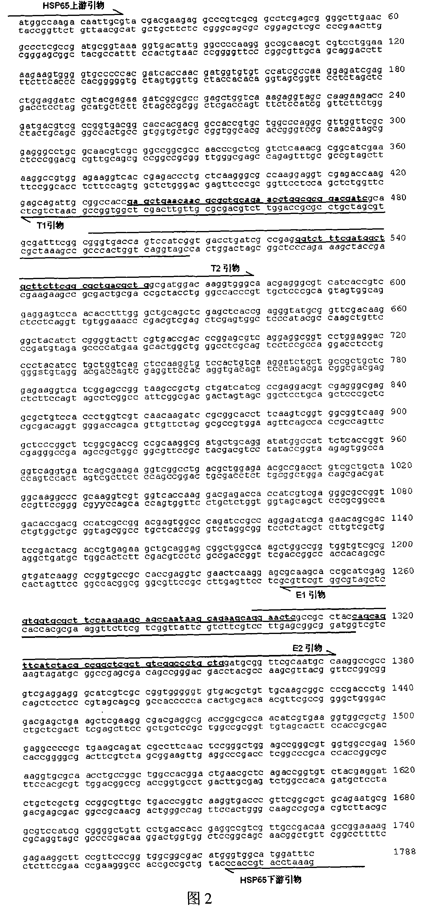 Tuberculosis gene vaccine based on T cell epitope as well as preparation method and use thereof