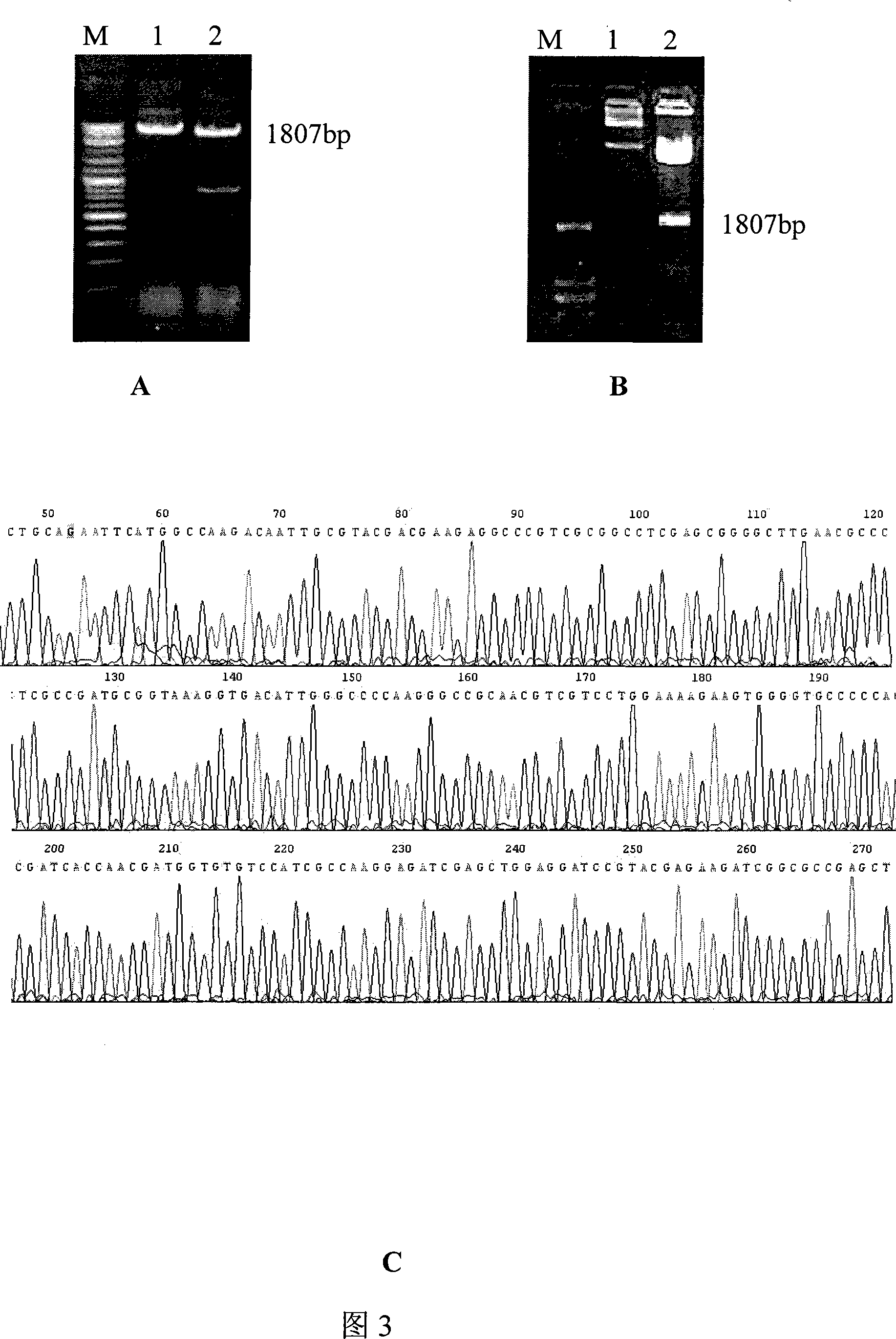 Tuberculosis gene vaccine based on T cell epitope as well as preparation method and use thereof