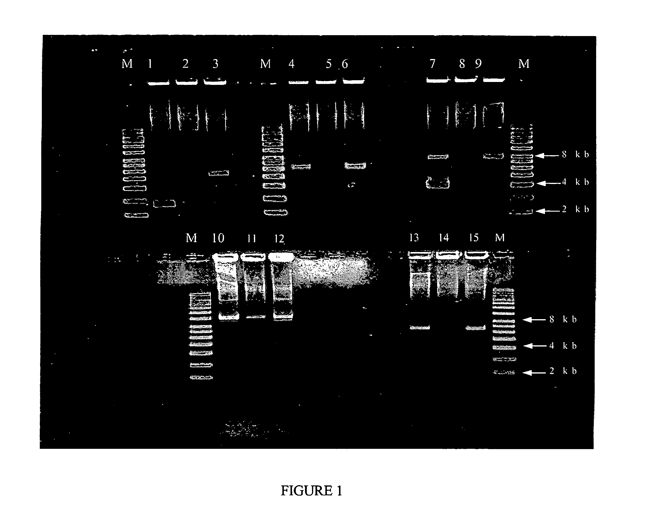 Compositions and Methods for Controlling Copy Number for a Broad Range of Plasmids and Uses Thereof