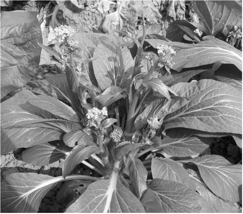 Method for breeding multi-bolting cold-resistant flowering cabbage