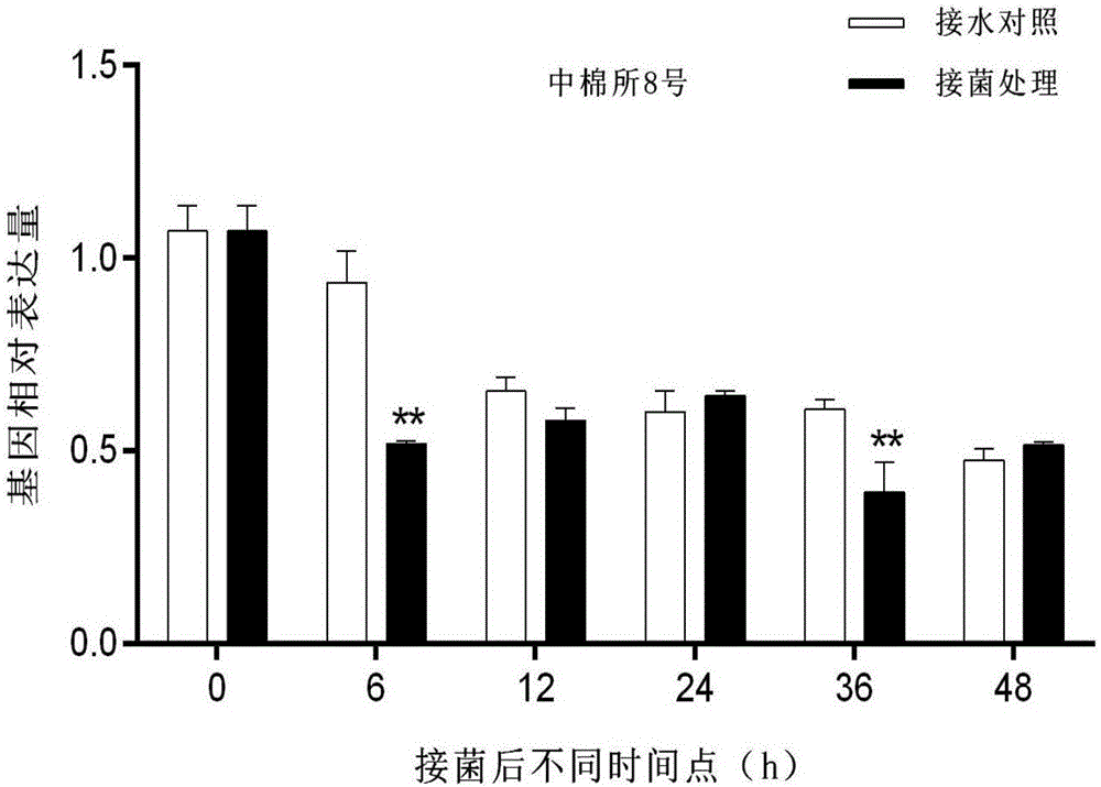 Cotton ascorbic acid peroxidase gene APX and application thereof