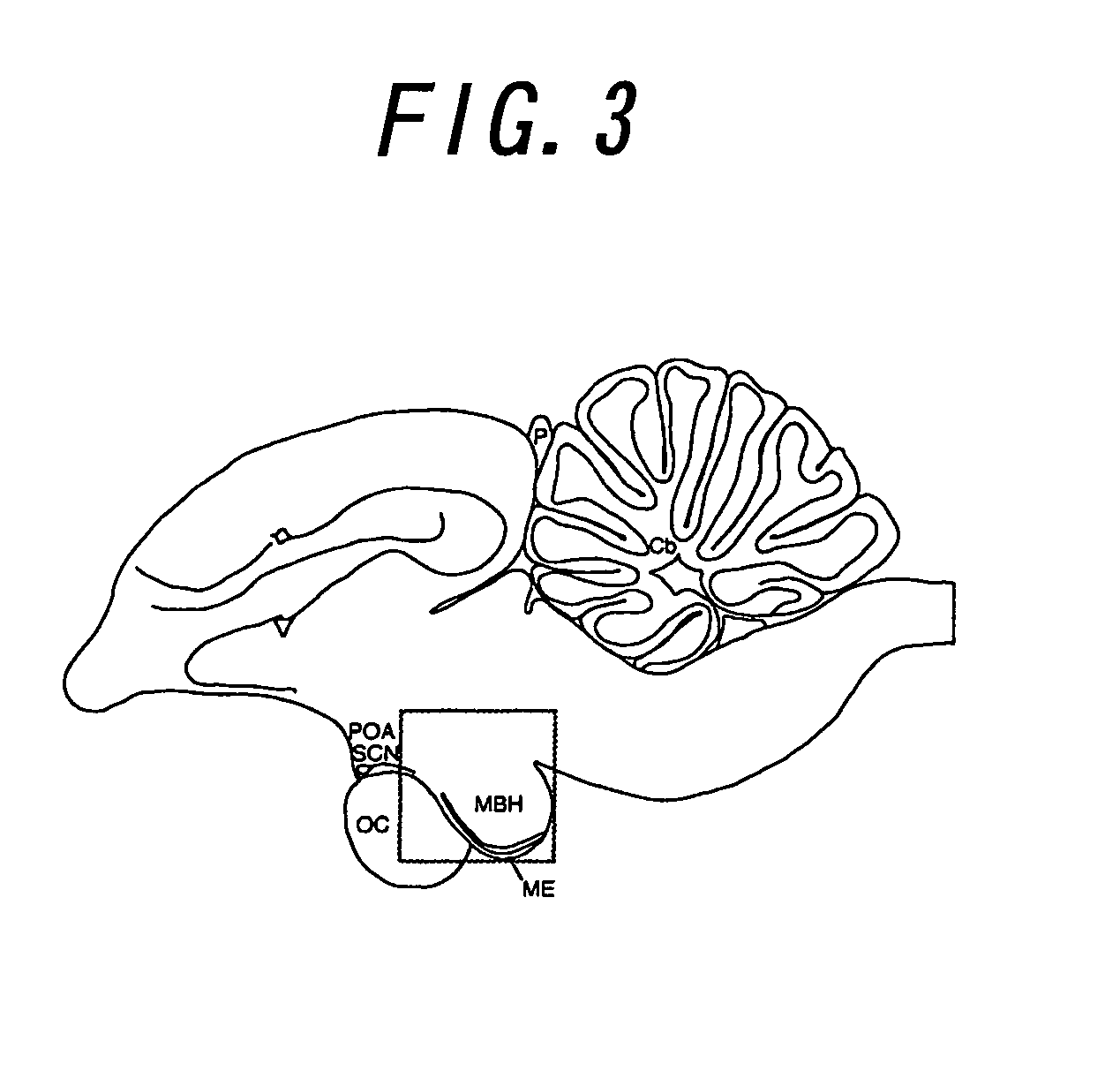 Method for promoting gonadal growth in an animal