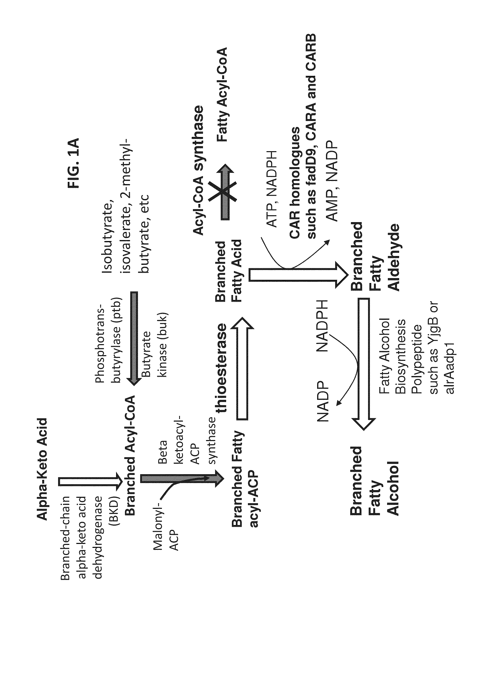 Surfactant and cleaning compositions comprising microbially produced branched fatty alcohols