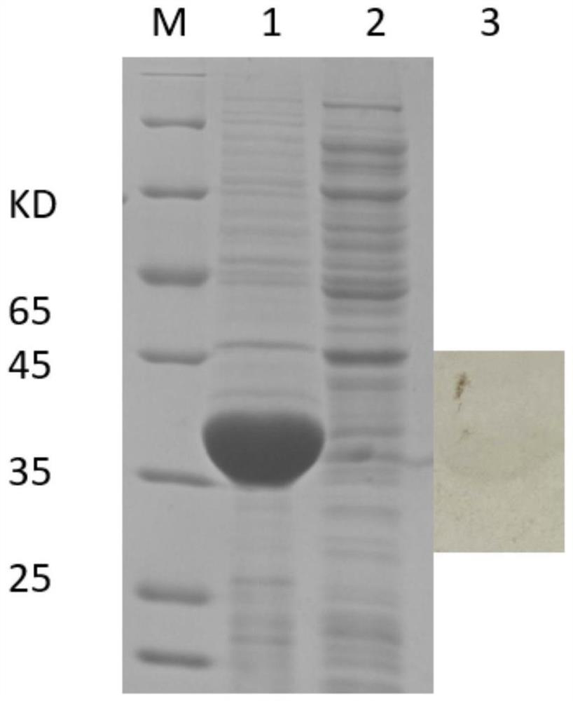 Antigen composition for detecting mycoplasma bovis antibody, kit and application thereof