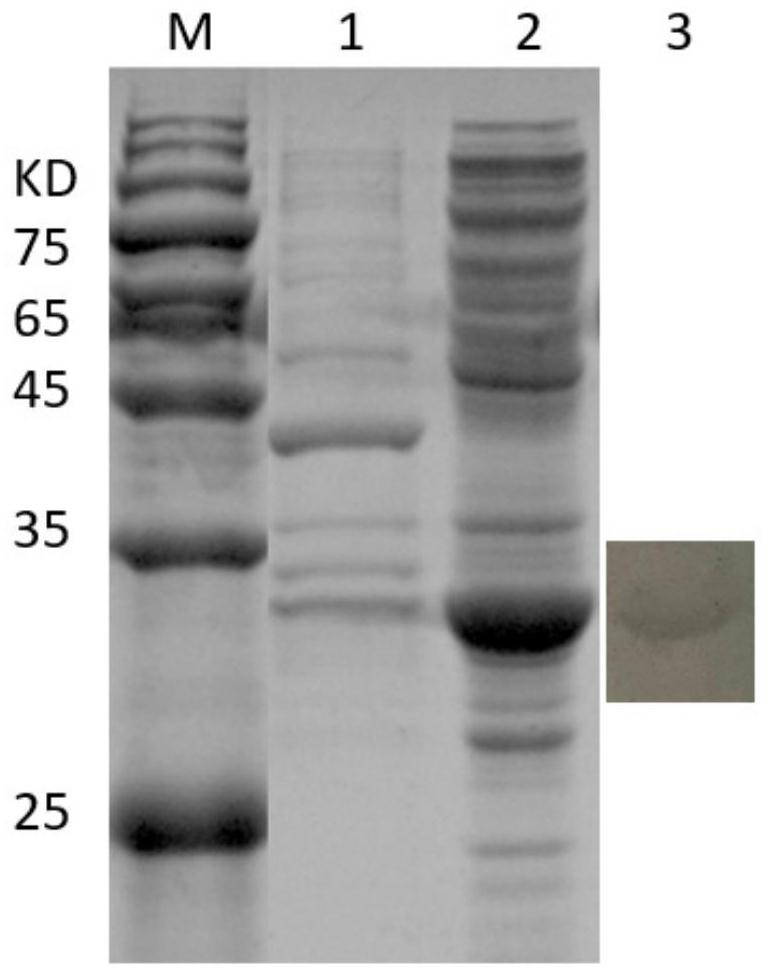 Antigen composition for detecting mycoplasma bovis antibody, kit and application thereof