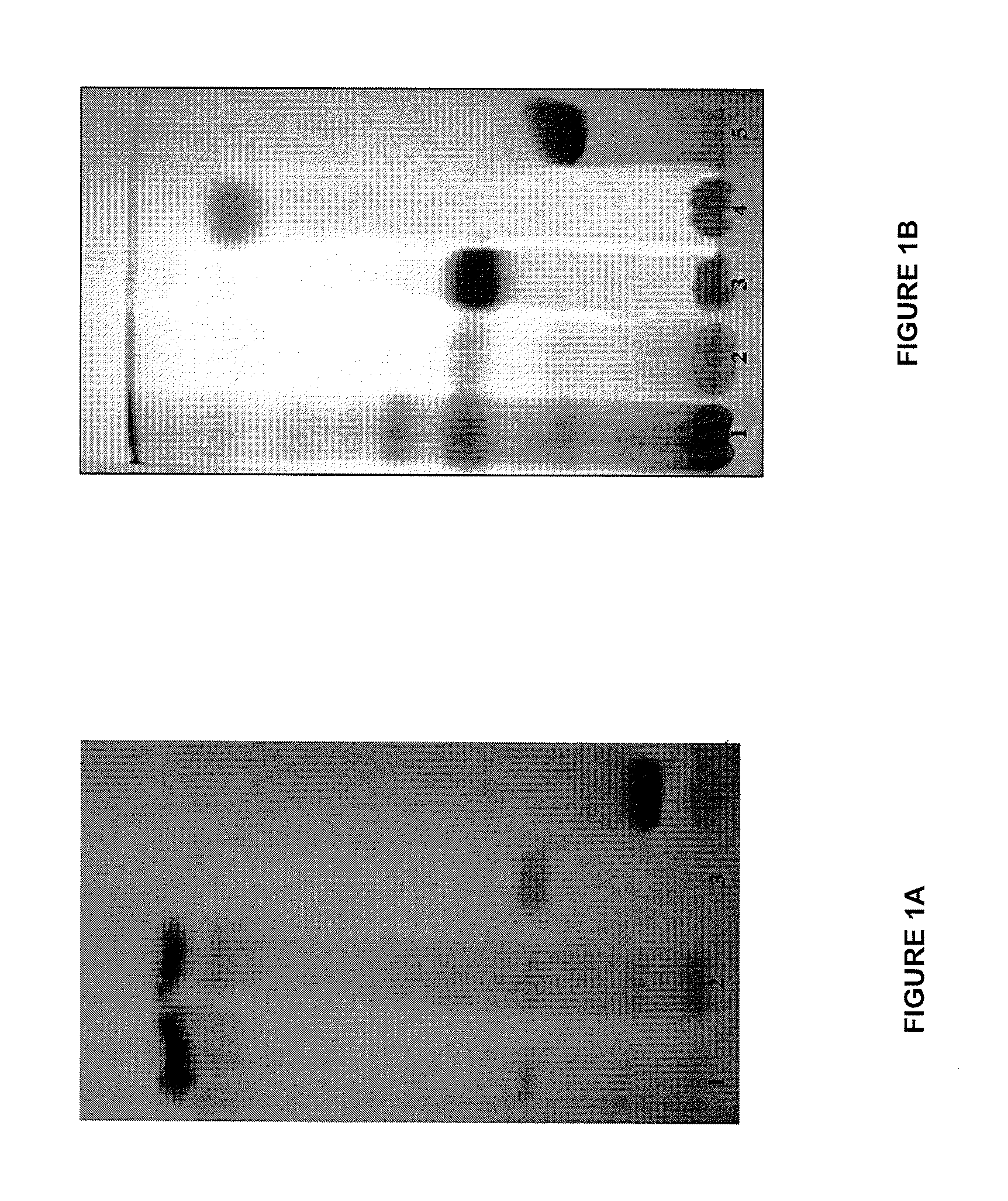 Standardized plant extract, process for obtaining the same and uses thereof