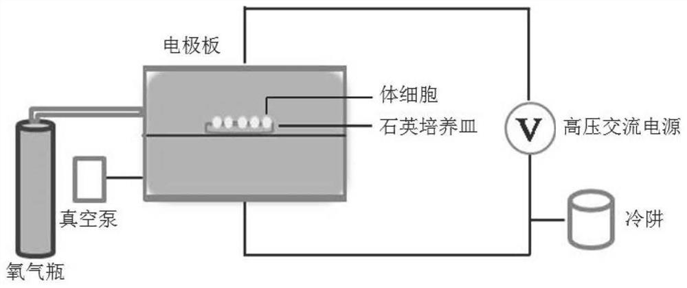 Method for creating zoysia japonica mutant by utilizing oxygen cold plasma mutagenesis