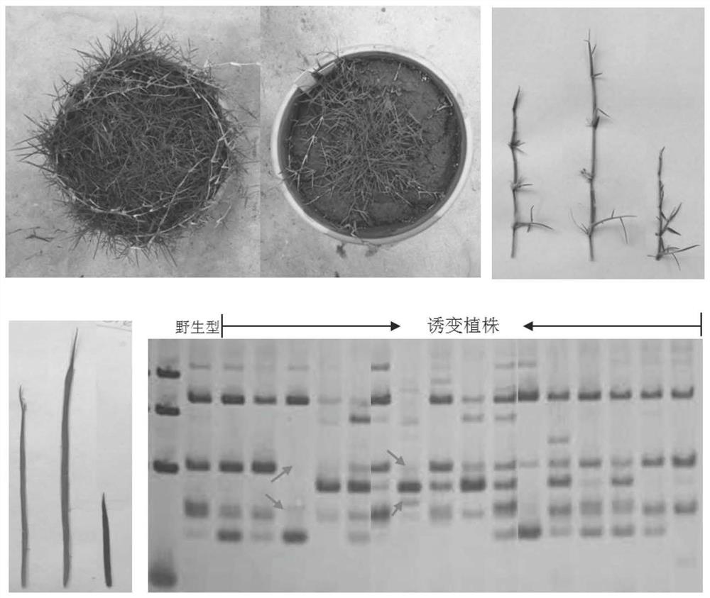 Method for creating zoysia japonica mutant by utilizing oxygen cold plasma mutagenesis