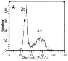 Method of inducing spermatids with Ba-ma mini pig spermatogonia stem cells