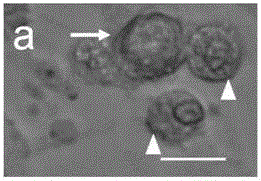 Method of inducing spermatids with Ba-ma mini pig spermatogonia stem cells