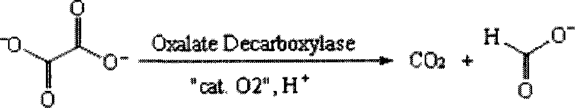 Method for preparing oxalic acid decarboxylase by fungus