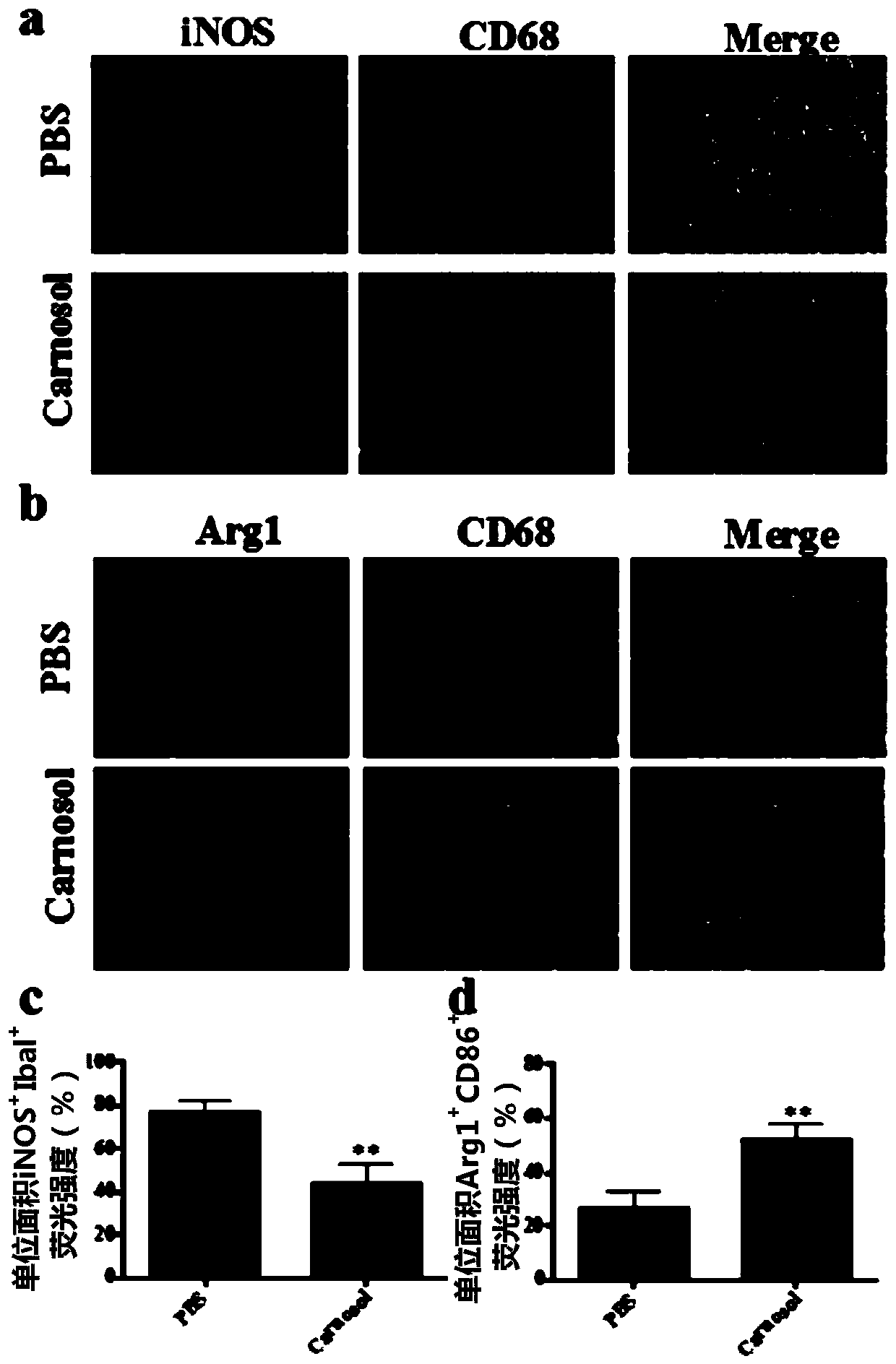 Application of carnosol in the preparation of drugs for preventing and treating experimental autoimmune encephalomyelitis