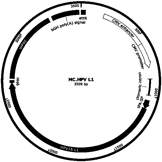 Nucleic acid vaccine for preventing HPV (human papilloma virus) infection