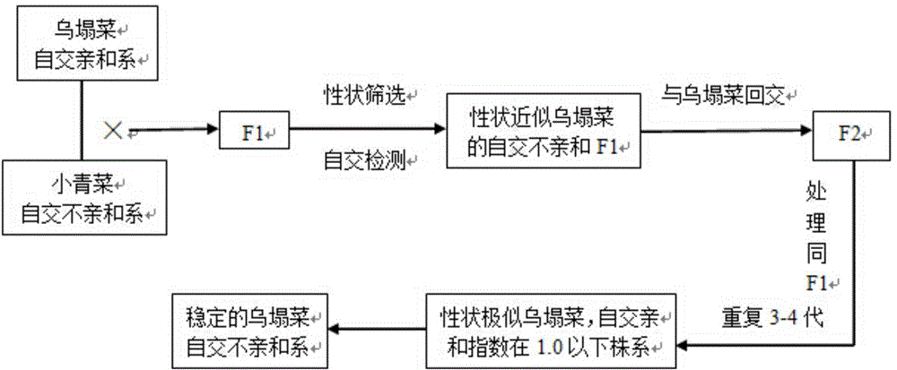 Breeding method for the self-incompatible line of brassica campestris L. ssp. chinensis (L.) makino var. rosularis tsen et lee