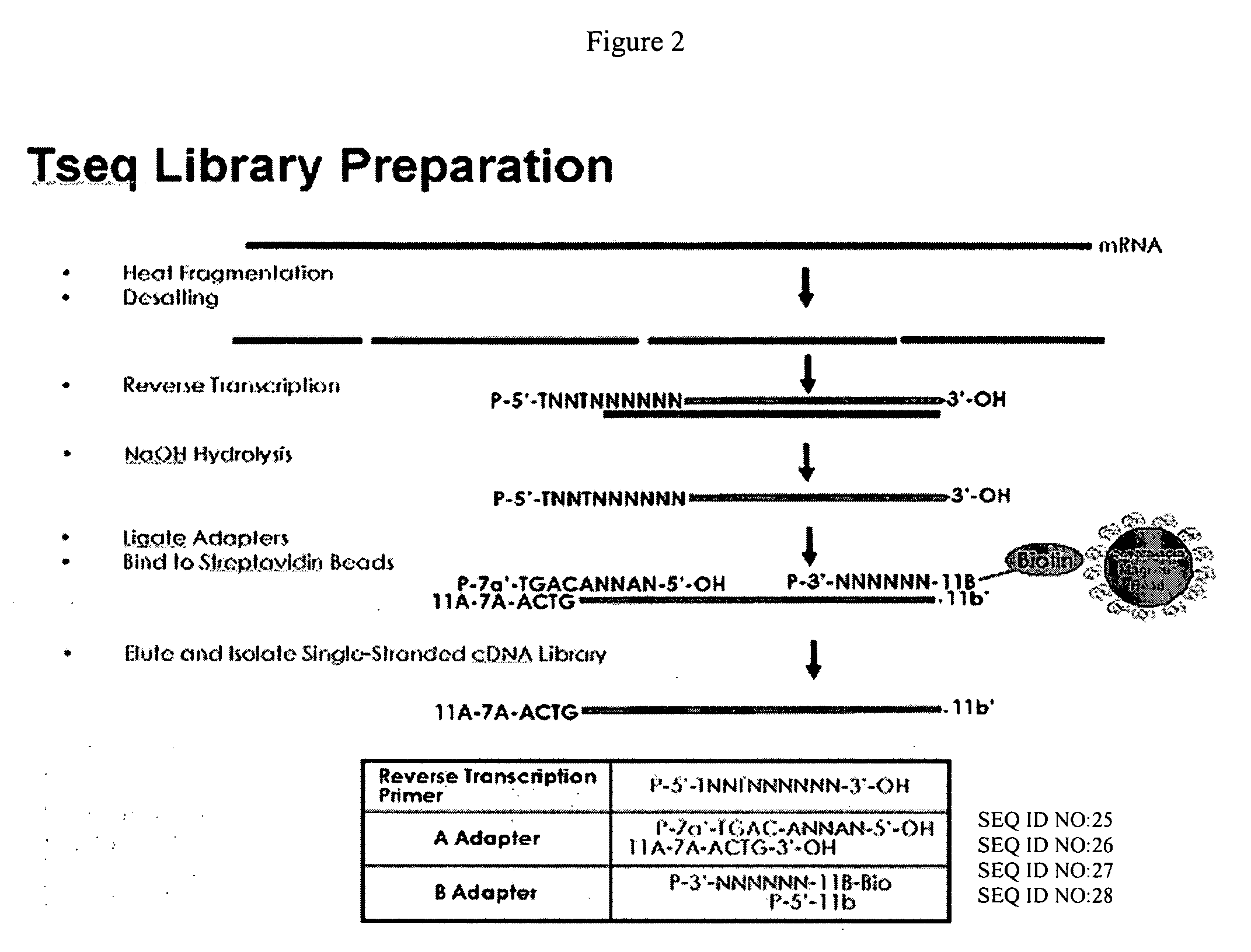 cDNA library preparation