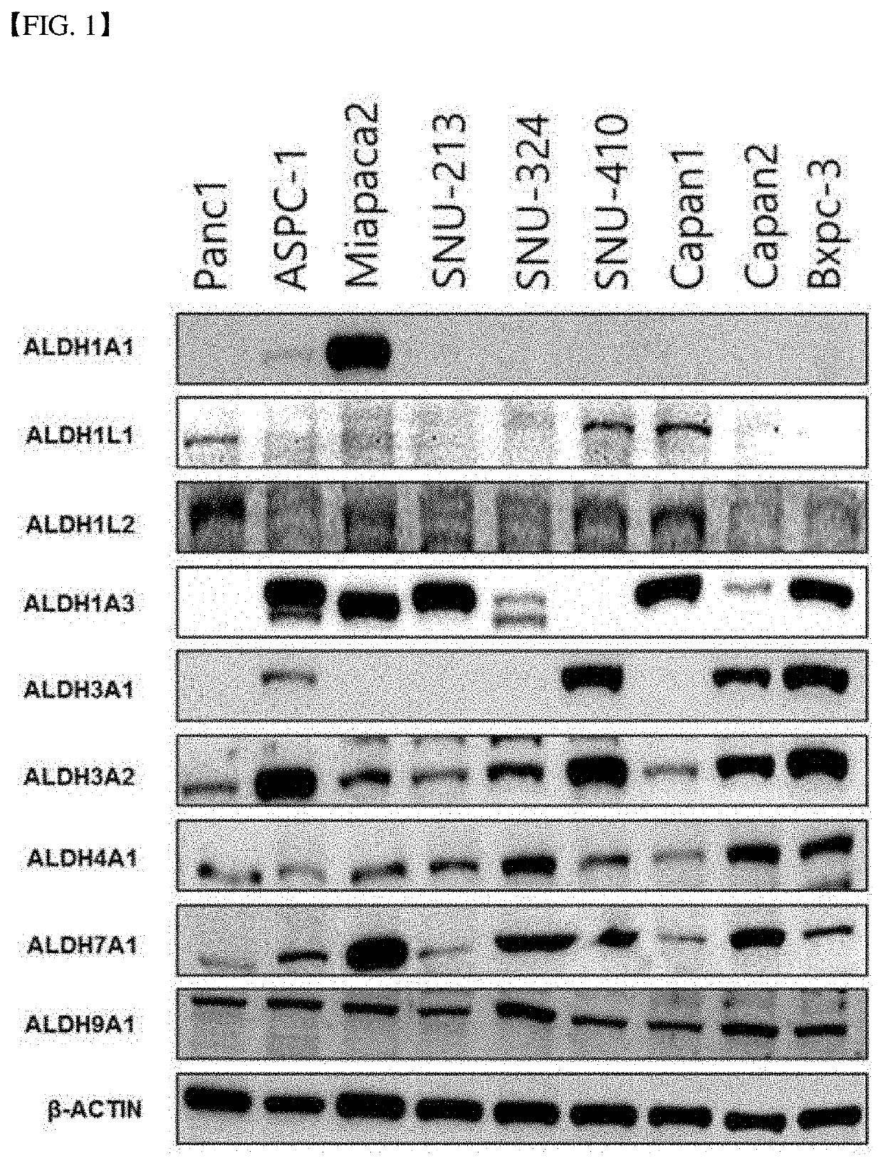 Pharmaceutical composition for preventing and treating pancreatic cancer, containing gossypol and phenformin as active ingredients