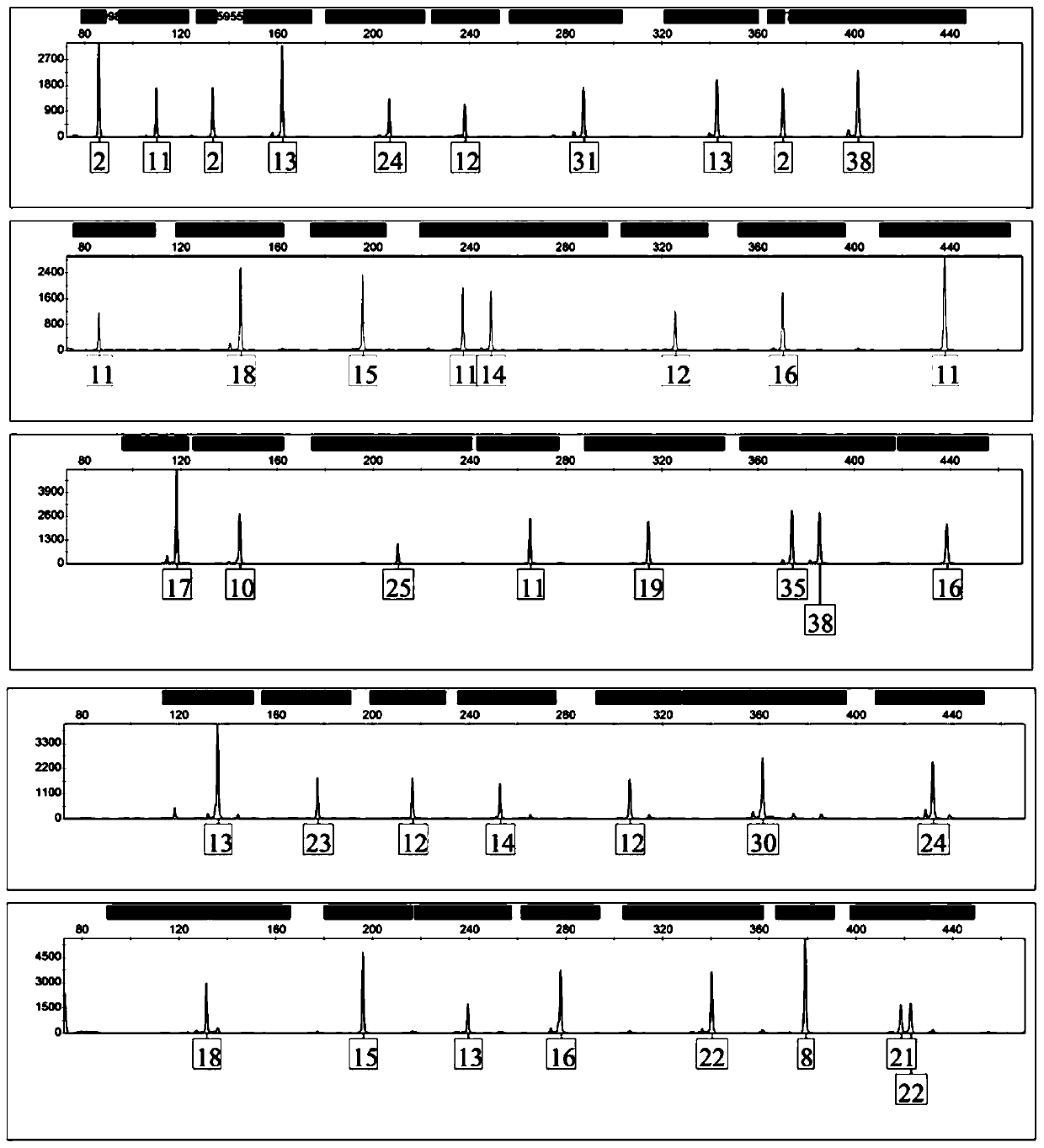 Y-STR gene locus and Y-indel gene locus based compound amplification system and primer combinations used by the same