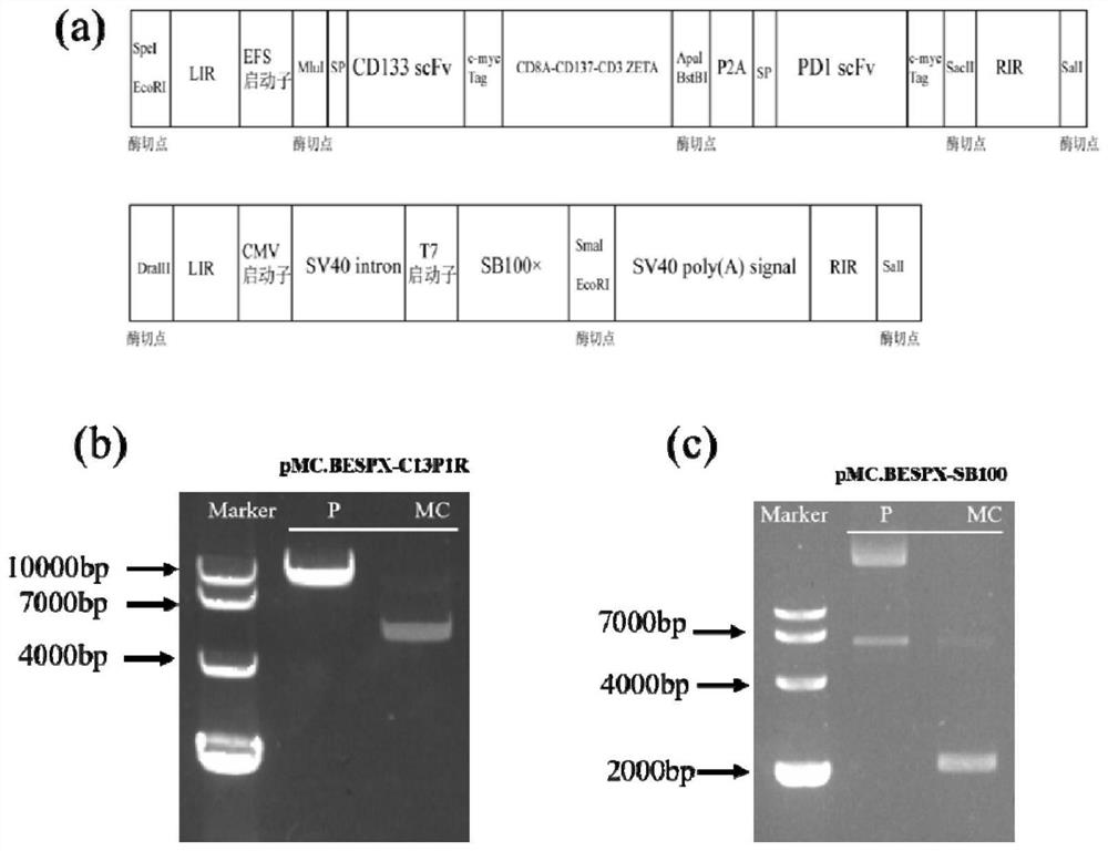 Preparation method of CAR-T cell with CD133 specificity, based on non-viral vector and capable of automatically secreting PD1 scFv