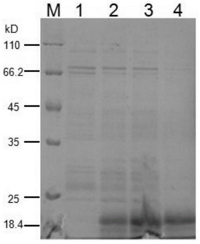 Monoclonal antibody against natural cow gamma-interferon, hybridoma cell strain secreting antibody and application