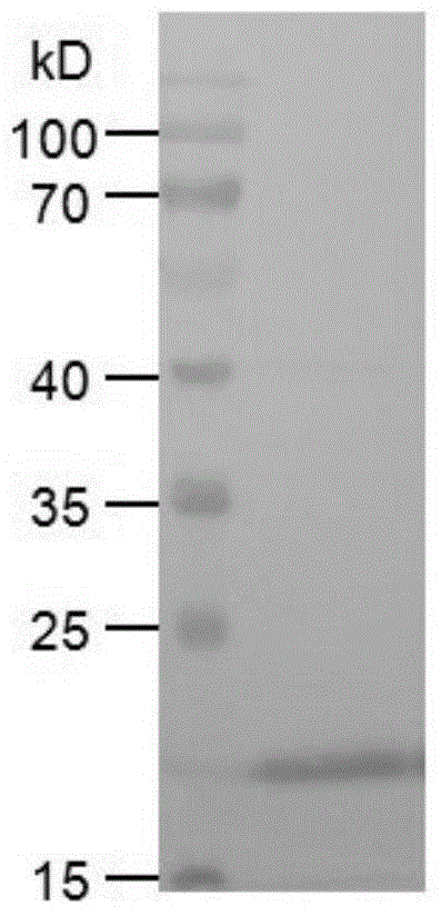 Monoclonal antibody against natural cow gamma-interferon, hybridoma cell strain secreting antibody and application