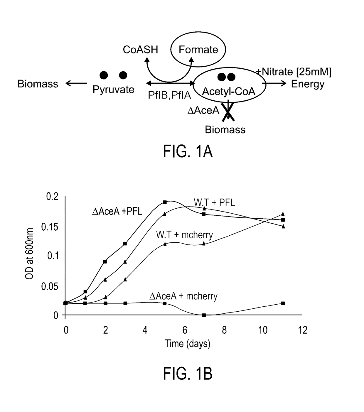 Use of enzymes which catalyze pyruvate synthesis from formate and acetyl-coa and bacteria expressing same