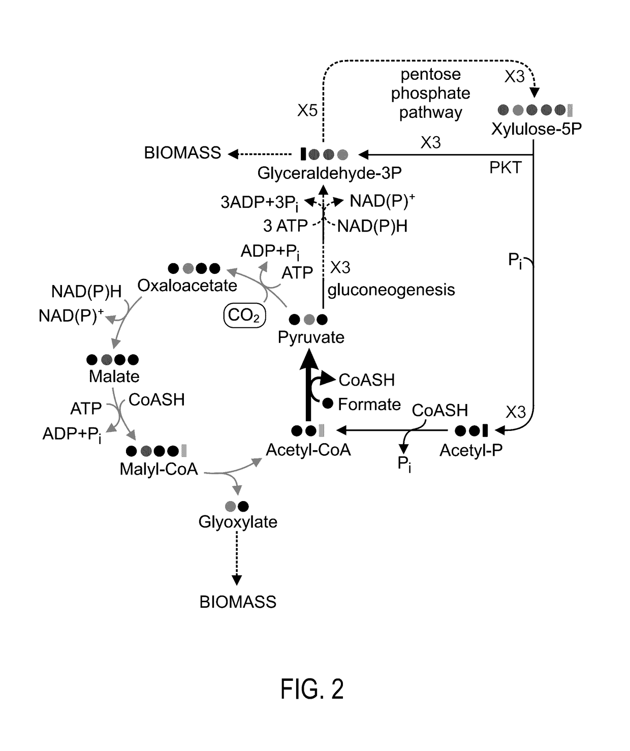 Use of enzymes which catalyze pyruvate synthesis from formate and acetyl-coa and bacteria expressing same