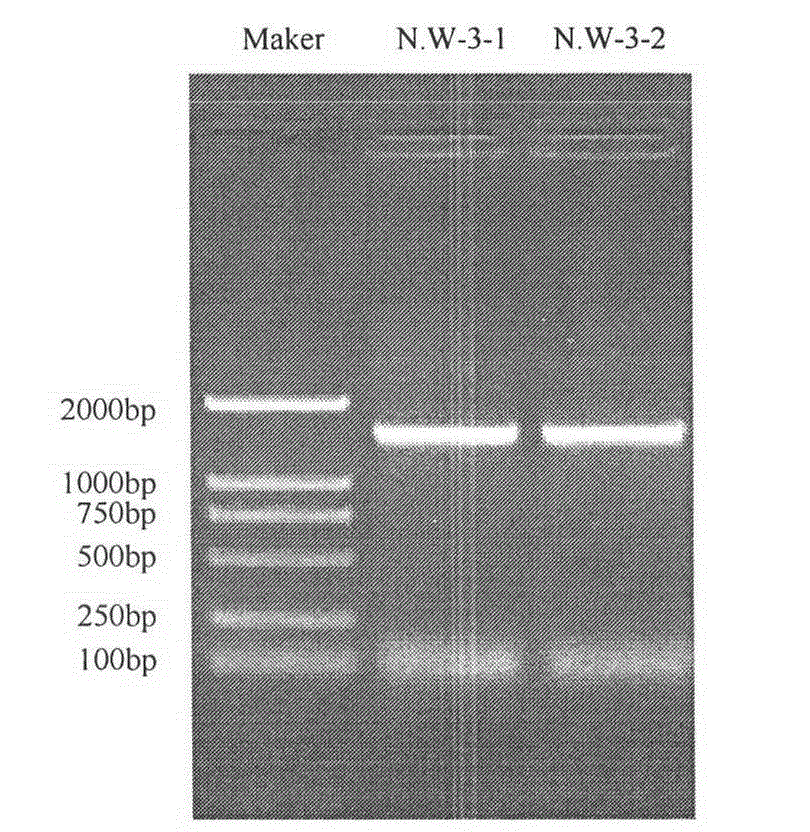 Autotrophic nitrifying bacteria and screening and identifying method thereof