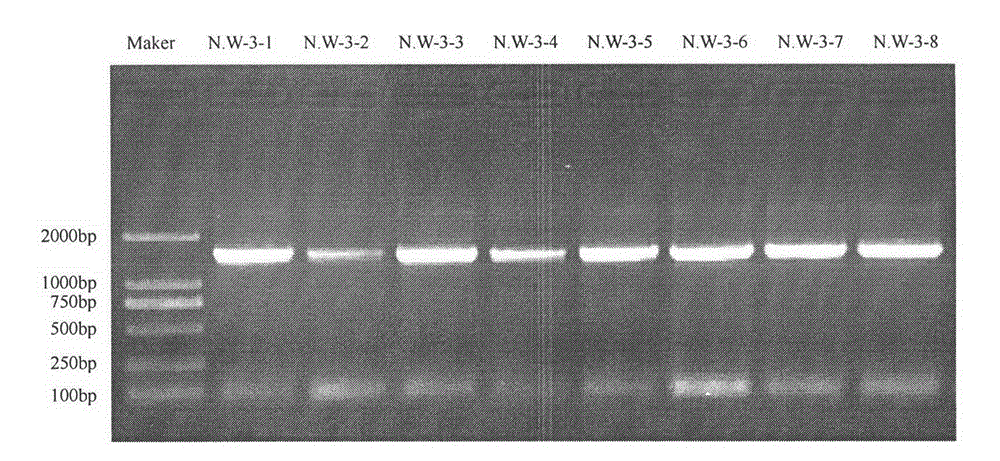 Autotrophic nitrifying bacteria and screening and identifying method thereof