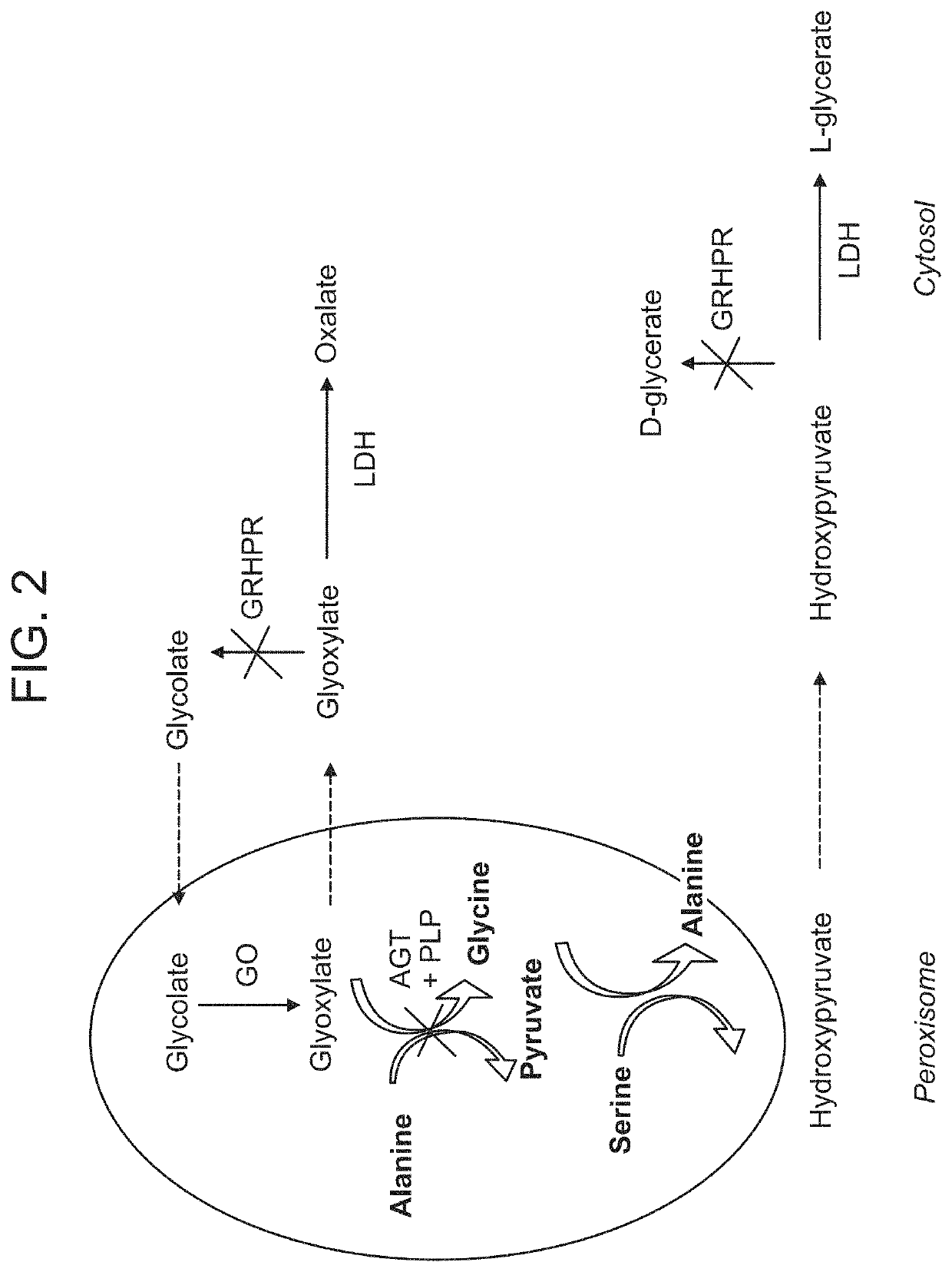 Therapeutic inhibition of lactate dehydrogenase and agents therefor