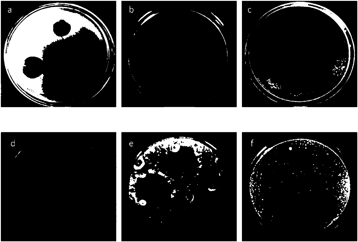 Method for extracting antibacterial components of garlics