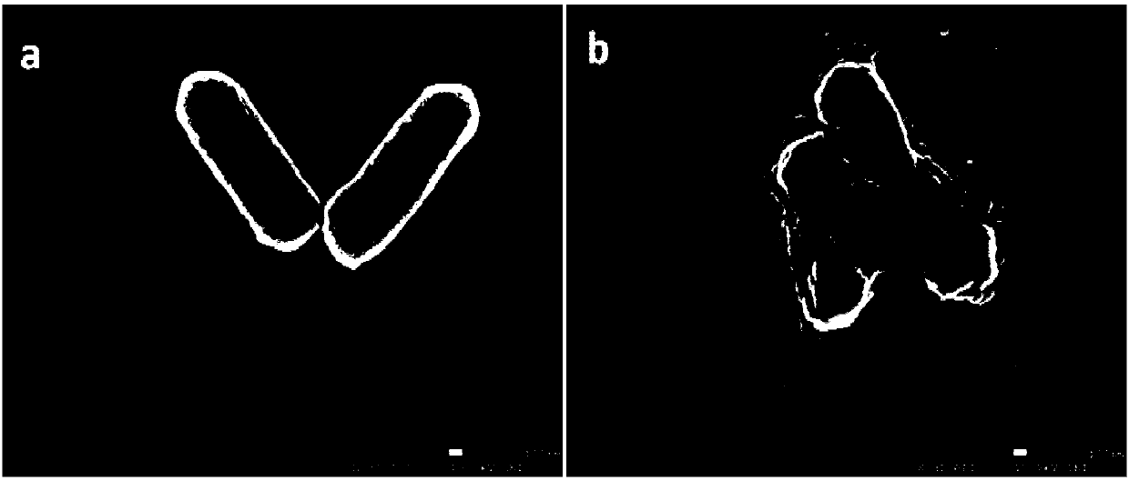 Method for extracting antibacterial components of garlics