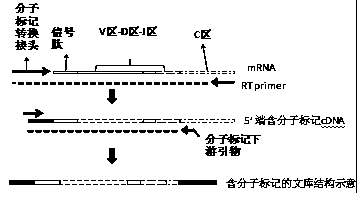 Construction method of immune repertoire sequencing library and test kit