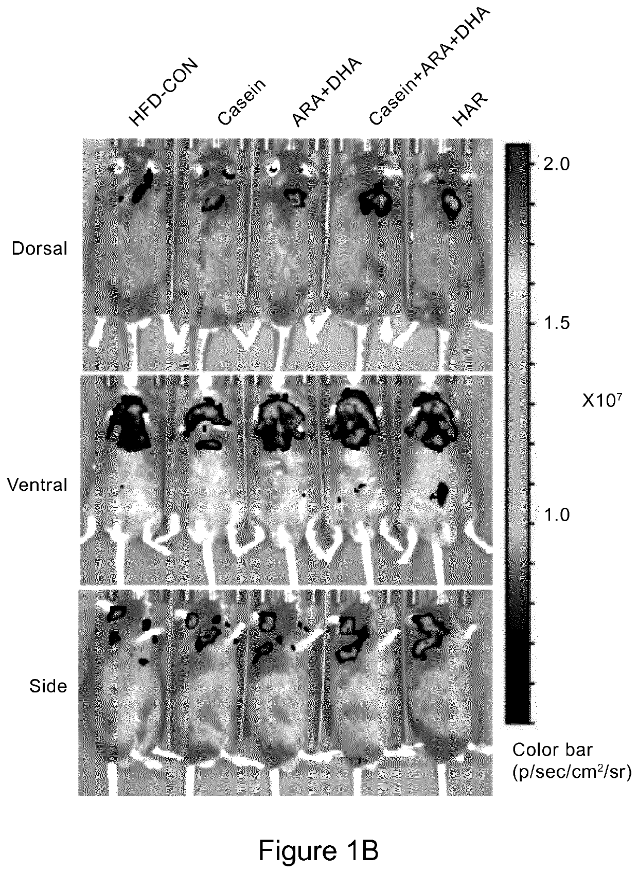 Methods For Inducing Adipocyte Browning, Improving Metabolic Flexibility, And Reducing Detrimental White Adipose Tissue Deposition And Dysfunction