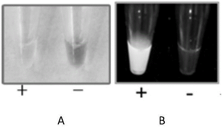 Method and primer composition for detection of Fusarium equiseti based on loop-mediated isothermal amplification technique