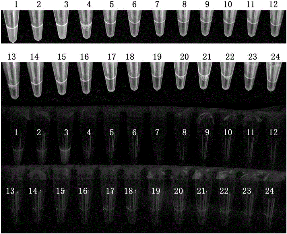 Method and primer composition for detection of Fusarium equiseti based on loop-mediated isothermal amplification technique