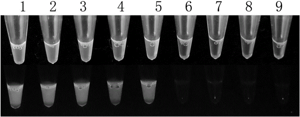 Method and primer composition for detection of Fusarium equiseti based on loop-mediated isothermal amplification technique