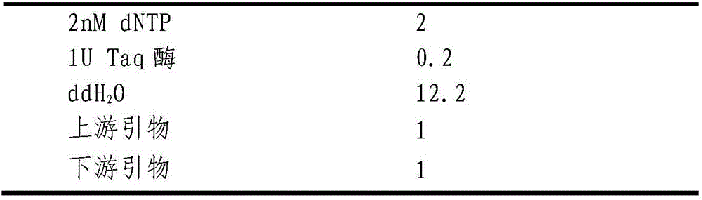 Detection method and application of chicken Salmonella enteritidis infection resistance molecular marker