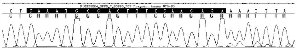 Primer probe combination for detecting human leukemia FLT3 gene internal tandem repeat mutation, kit and application