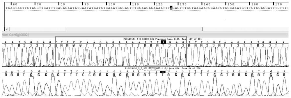 Primer probe combination for detecting human leukemia FLT3 gene internal tandem repeat mutation, kit and application