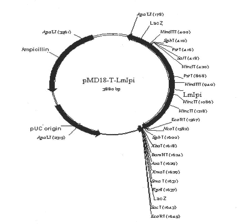 Lycium chinese Miller isopentenyl pyrophosphate isomerase (LmIpi) gene, recombinant vector comprising gene, host cell comprising gene, and application of gene