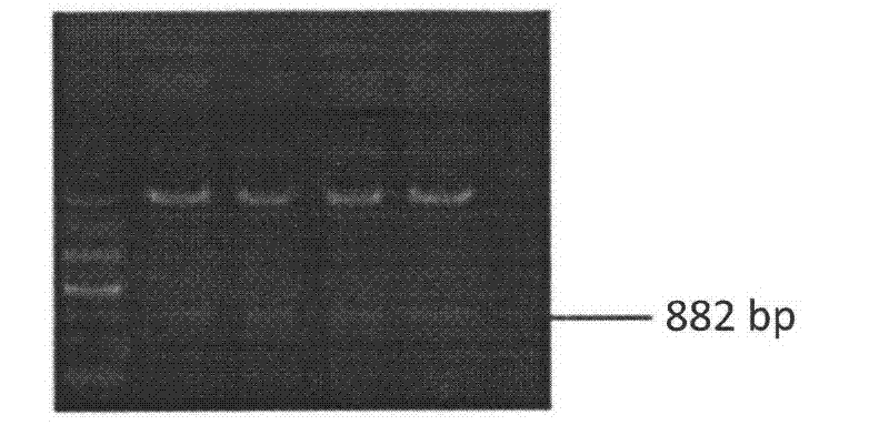 Lycium chinese Miller isopentenyl pyrophosphate isomerase (LmIpi) gene, recombinant vector comprising gene, host cell comprising gene, and application of gene