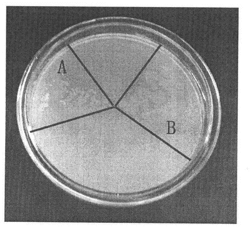 Lycium chinese Miller isopentenyl pyrophosphate isomerase (LmIpi) gene, recombinant vector comprising gene, host cell comprising gene, and application of gene