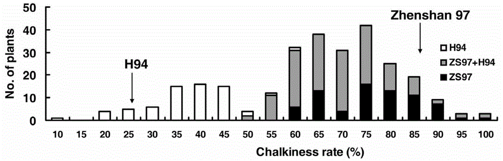 Cloning and application of major gene Chalk5 for chalkiness rate of paddy rice